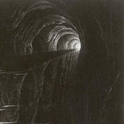 Bosque : Bosque - Senthil